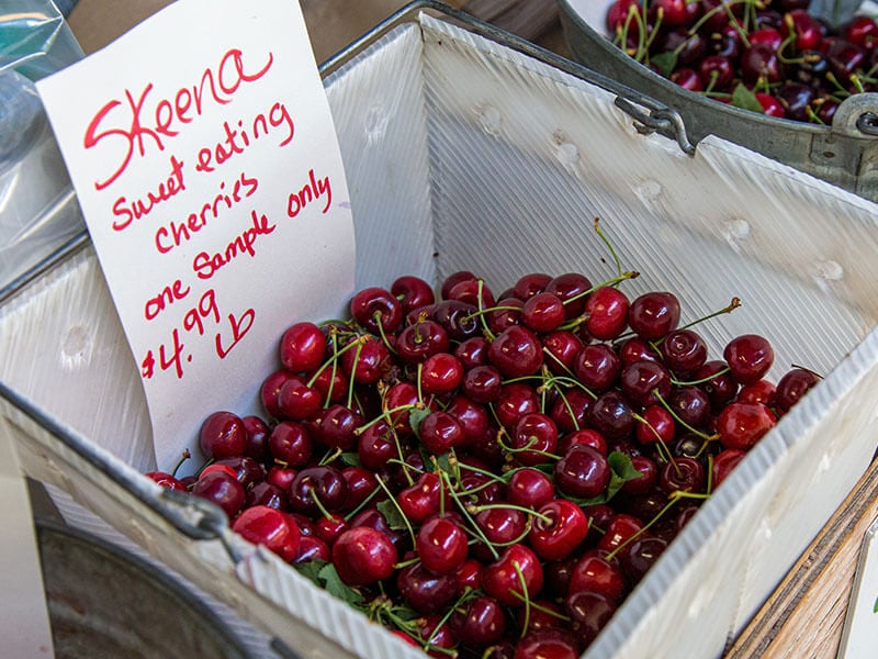 Skeena Cherry 