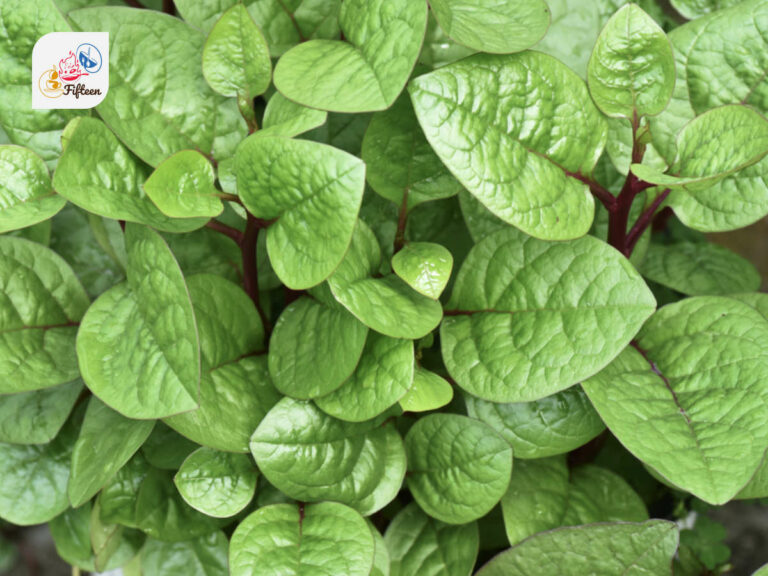 Indian Spinach