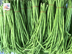 Yardlong Bean
