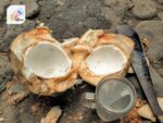 Filipino Non Alcoholic Beverages Buko Juice
