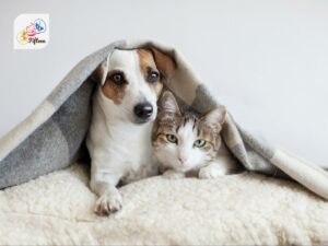 Cat and Dog